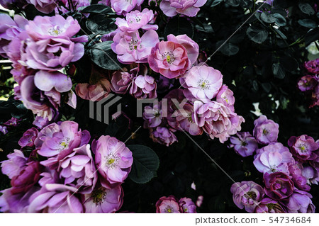 Camellia Camellia 54734684