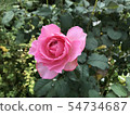 粉紅色的玫瑰 54734687