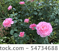 粉紅色的玫瑰 54734688