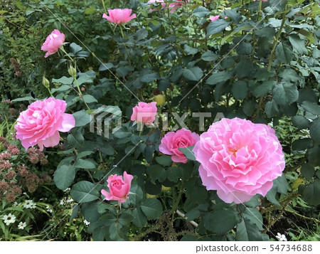 粉紅色的玫瑰 54734688