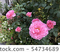 粉紅色的玫瑰 54734689
