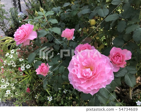 粉紅色的玫瑰 54734689