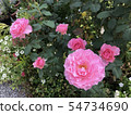 粉紅色的玫瑰 54734690