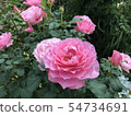 粉紅色的玫瑰 54734691