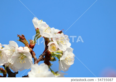 白色櫻花和藍天 白色櫻花和藍天 54735087