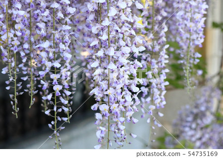 Wisteria trellis at Maeda Forest Park 54735169