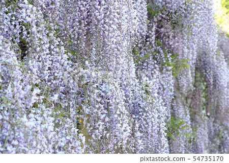 Wisteria trellis at Maeda Forest Park 54735170
