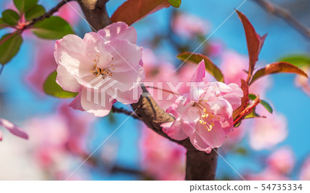 Close-up shot of springtime peach tree blossoms, Close-up shot of springtime peach tree blossoms, 54735334