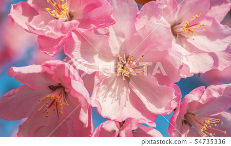 Close-up shot of springtime peach tree blossoms, Close-up shot of springtime peach tree blossoms, 54735336