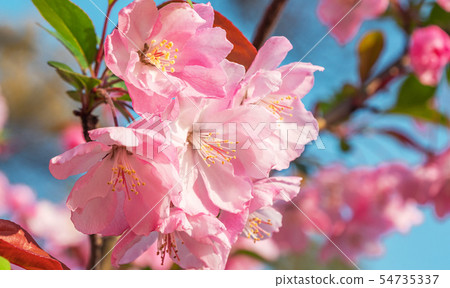 Close-up shot of springtime peach tree blossoms, Close-up shot of springtime peach tree blossoms, 54735337