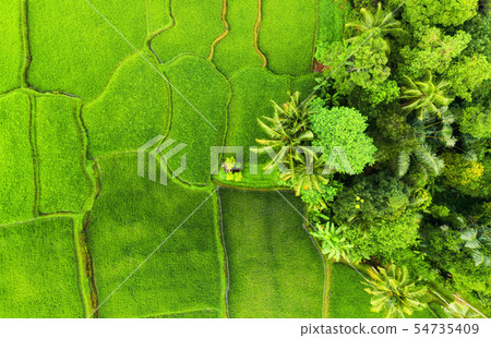 Aerial view of rice terraces. Bali, Indonesia 54735409