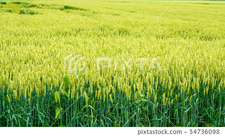 Wheat field Wheat 16: 9 54736098