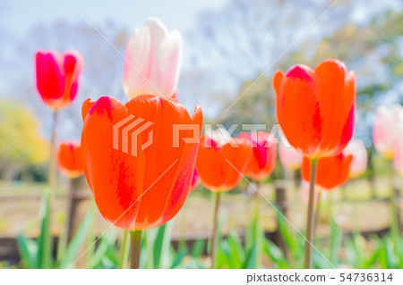Tulip Tulip 54736314