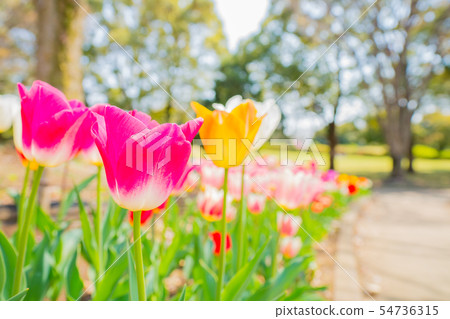 Tulip Tulip 54736315