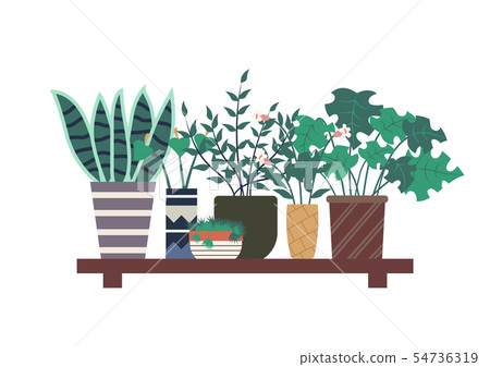 Haworthia Standing on Shelf, Plants of Orangery 54736319