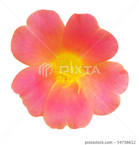 Vinca rosea  flower on white isolated  background  54736612