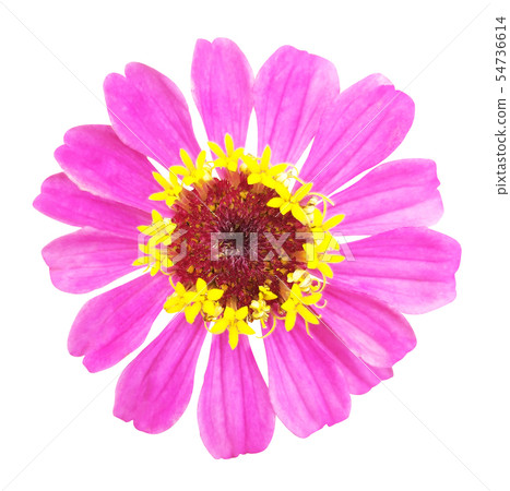Pink zinnia flower on white isolated background Pink zinnia flower on white isolated background 54736614