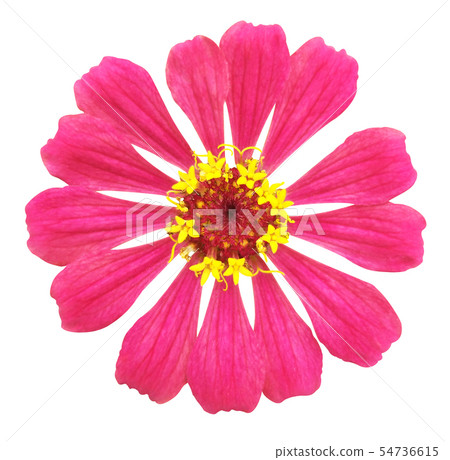 Pink zinnia flower on white isolated background Pink zinnia flower on white isolated background 54736615