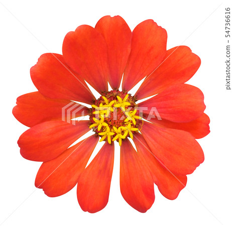Red zinnia flower on white isolated background Red zinnia flower on white isolated background 54736616