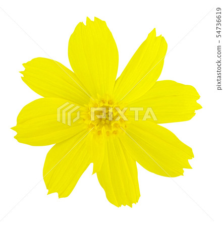 Yellow Cosmos Flower on white isolated background Yellow Cosmos Flower on white isolated background 54736619