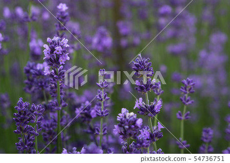 Lavender flower 54736751