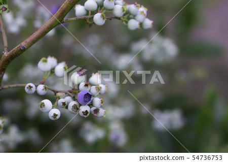 One ripe bilberry fruit 54736753