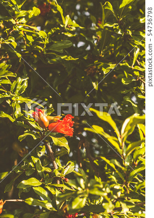 Blooming pomegranate flower in green leaves. 54736798