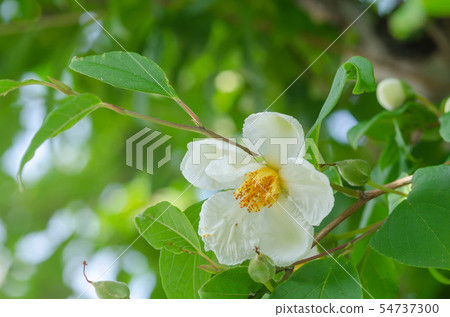 Sara's tree 54737300