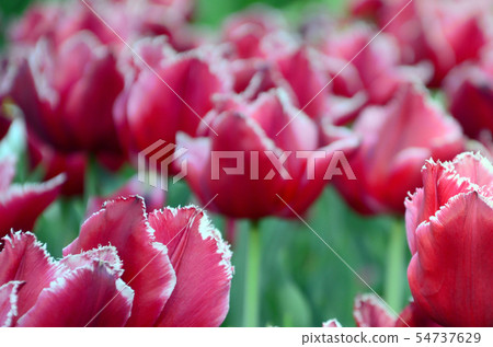 Picture of beautiful tulips on shallow deep of Picture of beautiful tulips on shallow deep of 54737629