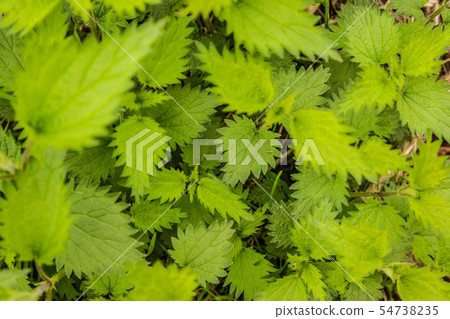 A bunch of common nettles in the ground 54738235