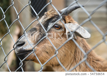 Goat in a cage at the zoo 54738654