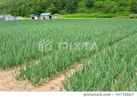 Taking a picture of the summer landscape of an onion field with thick leaves in Kyogoku-cho, Hokkaido 54738667