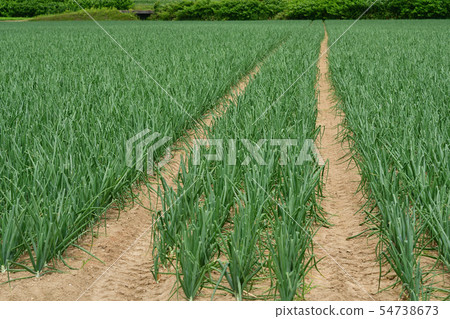 Taking a picture of the summer landscape of an onion field with thick leaves in Kyogoku-cho, Hokkaido Taking a picture of the summer landscape of an onion field with thick leaves in Kyogoku-cho, Hokkaido 54738673
