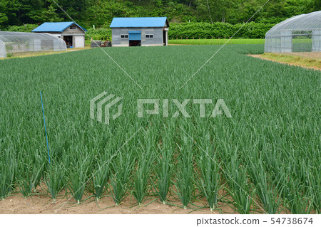 Taking a picture of the summer landscape of an onion field with thick leaves in Kyogoku-cho, Hokkaido Taking a picture of the summer landscape of an onion field with thick leaves in Kyogoku-cho, Hokkaido 54738674