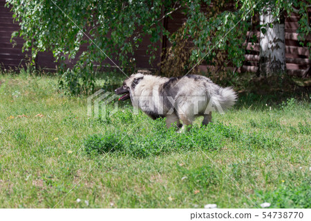 Deutscher wolfspitz is running on a green grass. 54738770