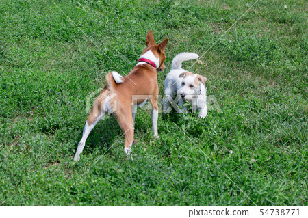 Jack russell terrier puppy, basenji on green grass Jack russell terrier puppy, basenji on green grass 54738771
