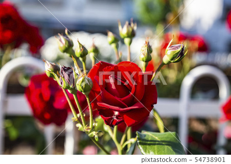 Toden Arakawa Line Rose season Toden Arakawa Line Rose season 54738901
