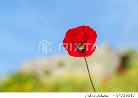 red poppies against the sky red poppies against the sky 54739516