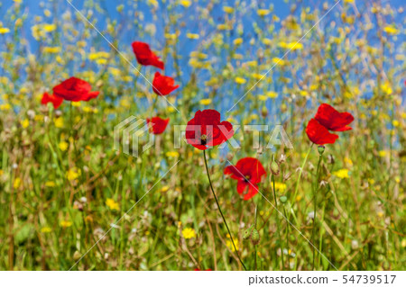 red poppies against the sky red poppies against the sky 54739517