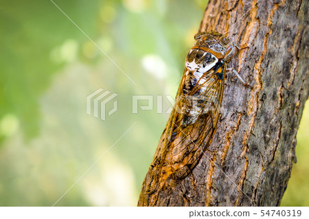 Cicadidae insect. Singing cicada. Cicadidae on the 54740319