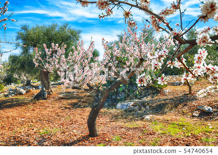 Beautiful white almond flowers on almond tree Beautiful white almond flowers on almond tree 54740654