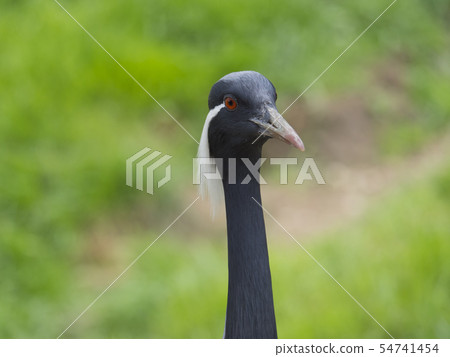 Close up detail portrait of beautiful Demoiselle Crane, Anthropoides virgo with long slim neck. Bird 54741454
