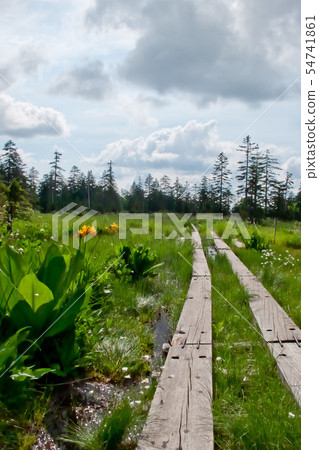 Mori no wood road Mori no wood road 54741861