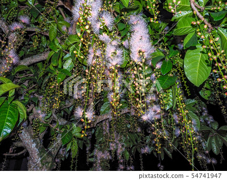 玉蕊 玉蕊 54741947