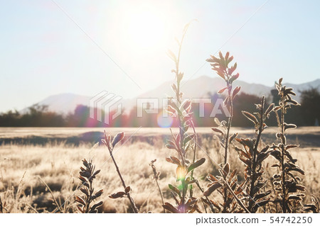 Frost on the grass in the morning sun. 54742250