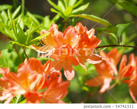 A lovely amber azalea with a bright yellow mix of sunbeams A lovely amber azalea with a bright yellow mix of sunbeams 54742311
