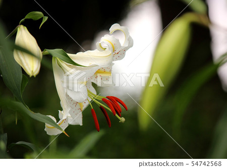 A flower that blooms and a flower opens soon (2) 54742568