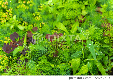 natural background - lawn during rain 54742693