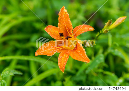 orange day-lily flower in raindrops orange day-lily flower in raindrops 54742694