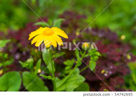 yellow calendula flower in raindrops 54742695